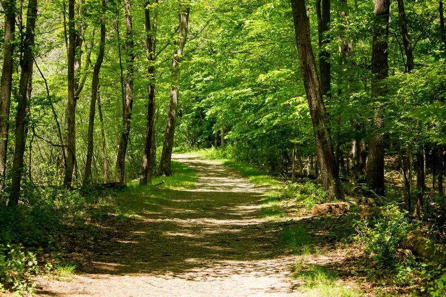 A picture of a beautiful forest with a dirt road to walk on.
