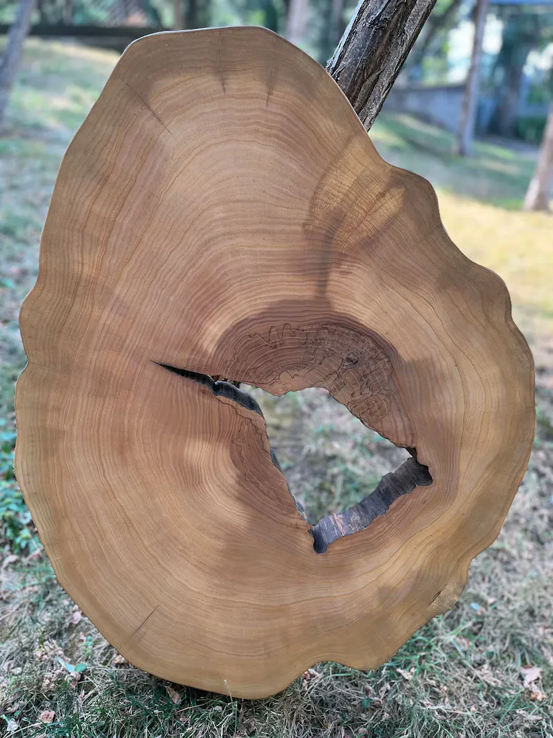 An image of a round cross section of a beech tree.