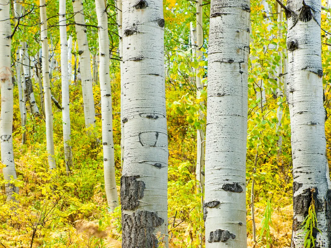 A picture of a beautiful birch wood forest.